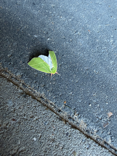 Scarce Silver-lines