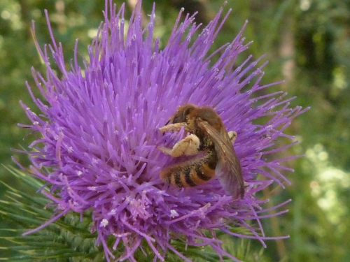 Great Banded Furrow Bee