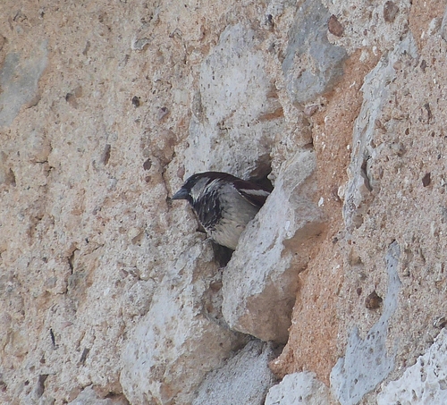 House Sparrow
