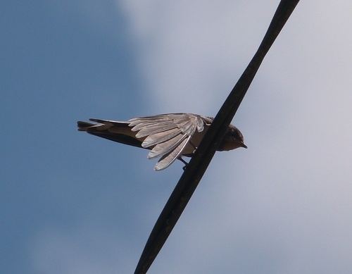 Barn Swallow
