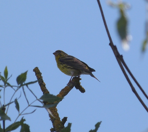 European Serin