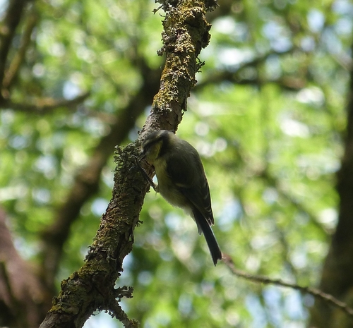 Eurasian Blue Tit