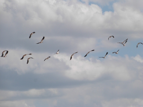 Northern Lapwing