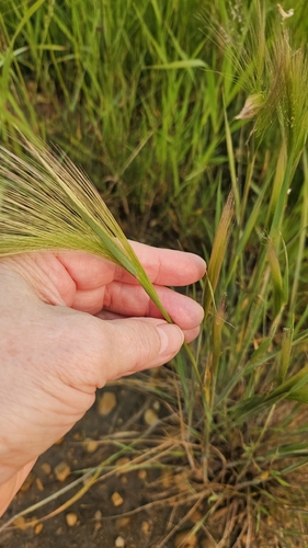 Foxtail Barley
