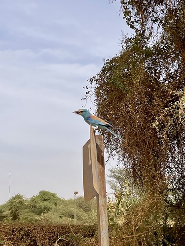 Abyssinian Roller