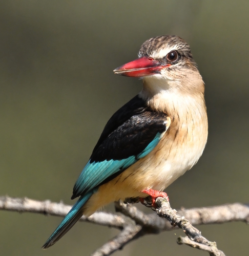Brown-hooded Kingfisher