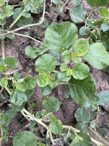 desert horse purslane
