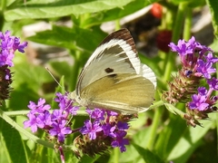 Large White