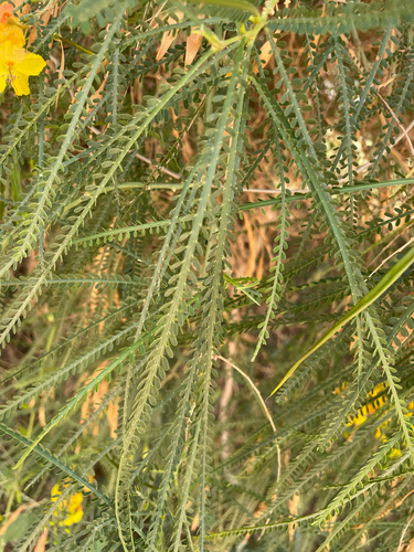 Mexican palo verde