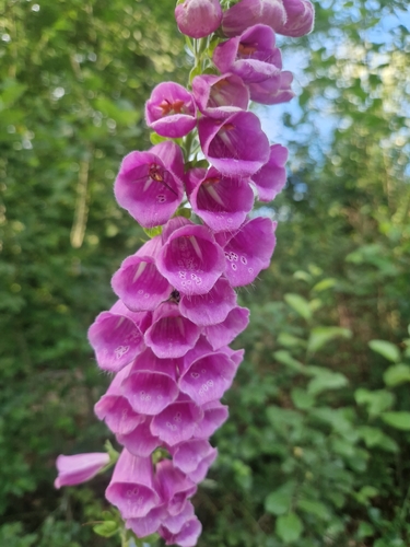 purple foxglove