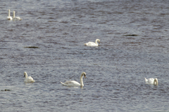 Mute Swan