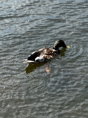 Mallard