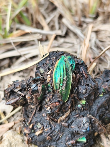 Golden Ground Beetle