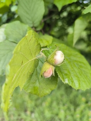 common hazel