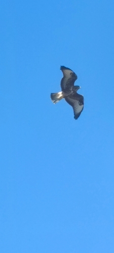 Common Buzzard
