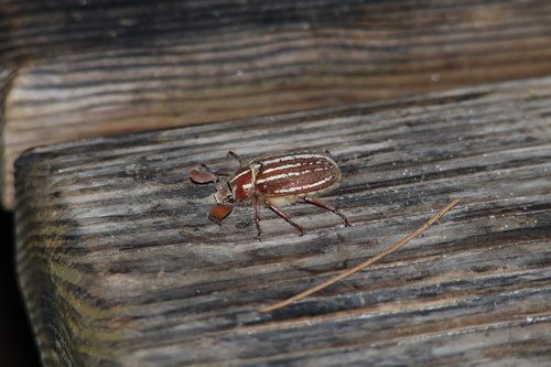 iNaturalist observation photo of Lined June Beetles