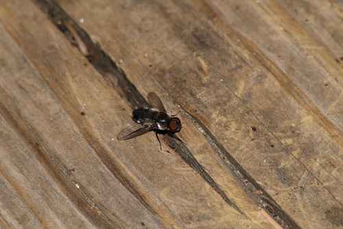 iNaturalist observation photo of Brachyceran Flies