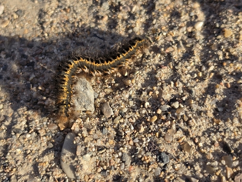 Drinker Moth