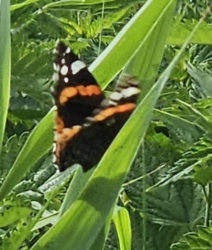 Red Admiral