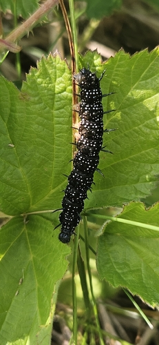 European Peacock Butterfly