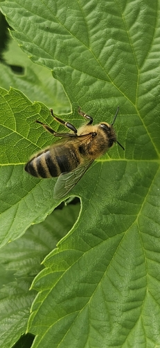 Western Honey Bee