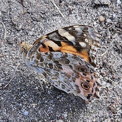 Painted Lady