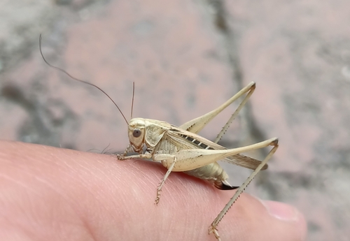 Brown-spotted Bush-cricket