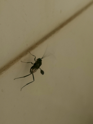 Blue-eyed Ensign Wasp
