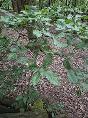 European beech