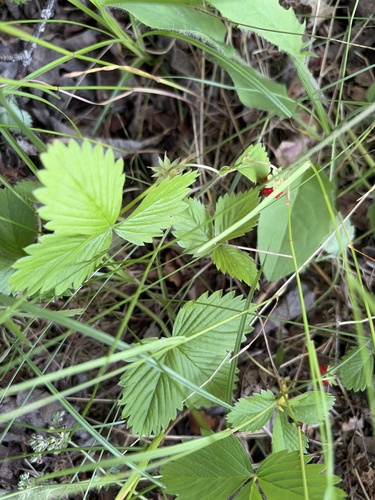 woodland strawberry