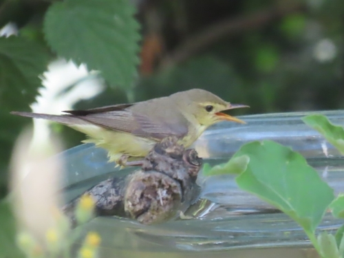Melodious Warbler