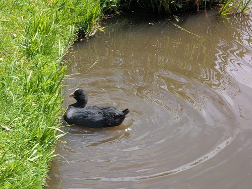 Eurasian Coot