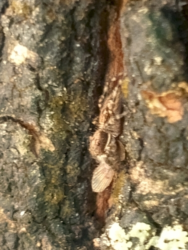 Gray Wall Jumping Spider
