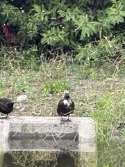 Domestic Mallard