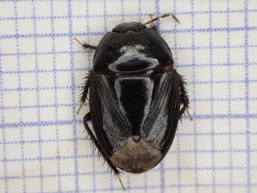 Macroscytus brunneus