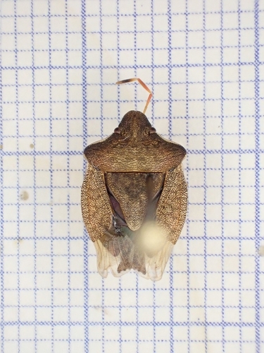 Vernal Shield Bug