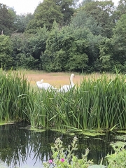 Mute Swan
