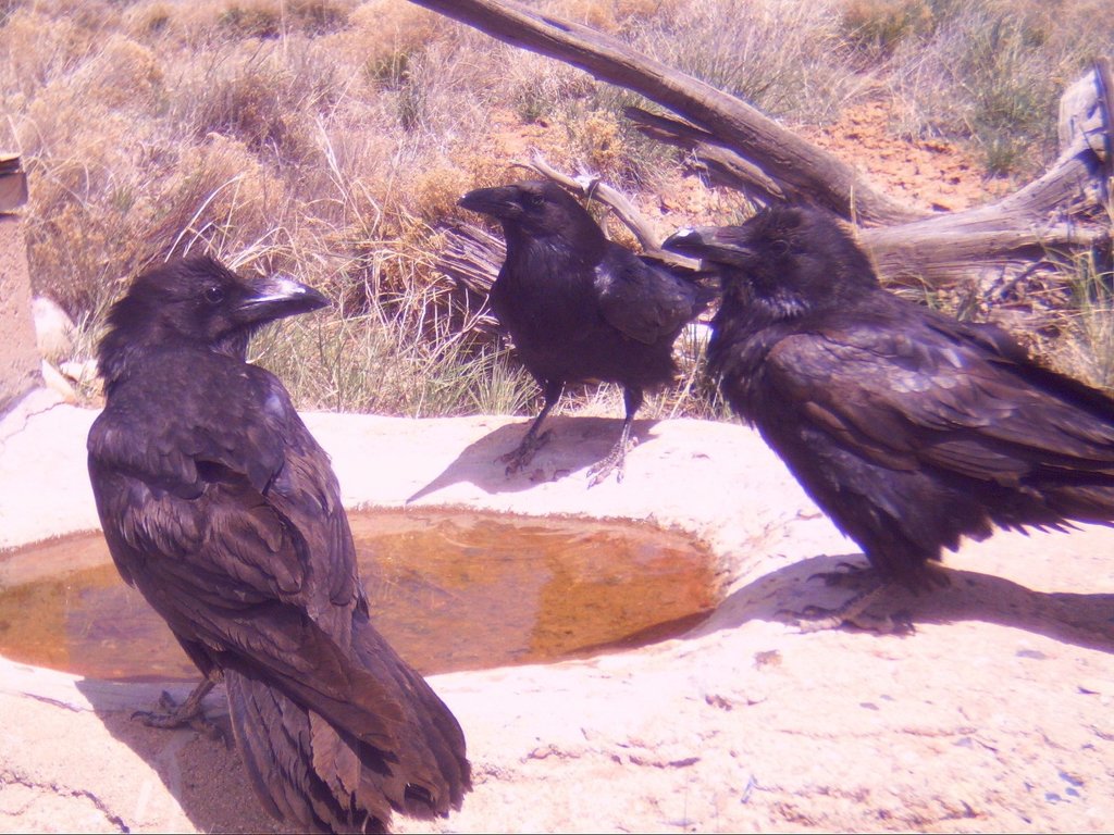 Common Raven from New Mexico Department of Game and Fish on May 1, 2010 ...
