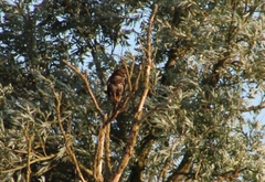 Common Buzzard