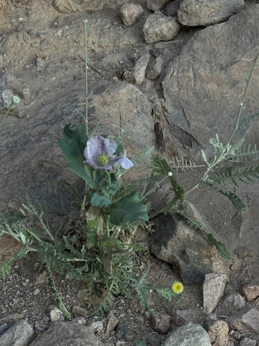 opium poppy