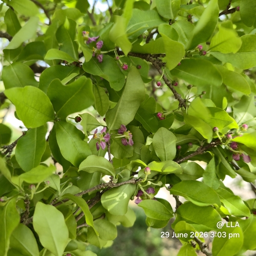 Acerola