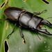 Dorcus reichei - Photo (c) Chien Lee, all rights reserved, uploaded by Chien Lee