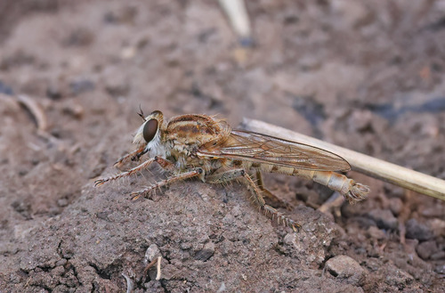 Proctacanthella exquisita