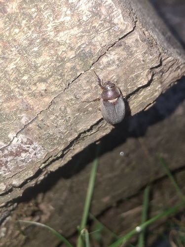 Aplidia transversa