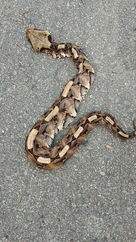 Gaboon Viper