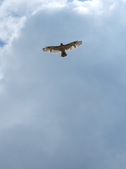 Red-tailed Hawk