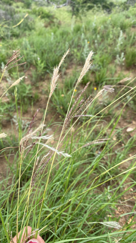 King Ranch bluestem