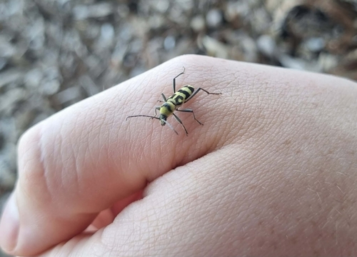 Grape Wood Borer