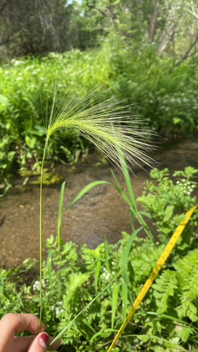 Foxtail Barley
