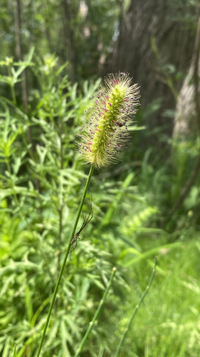 knotroot bristlegrass